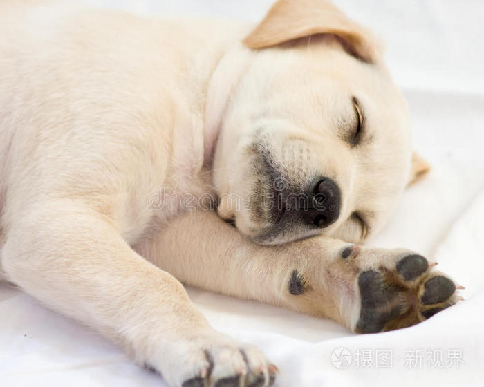 实验室小狗睡觉