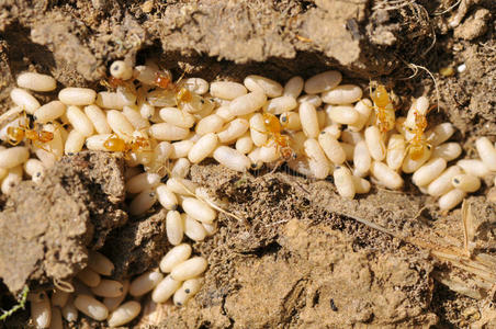 蚂蚁和工艺图片