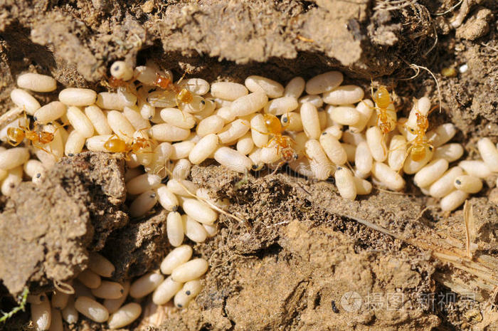 特写镜头蚂蚁和蛋