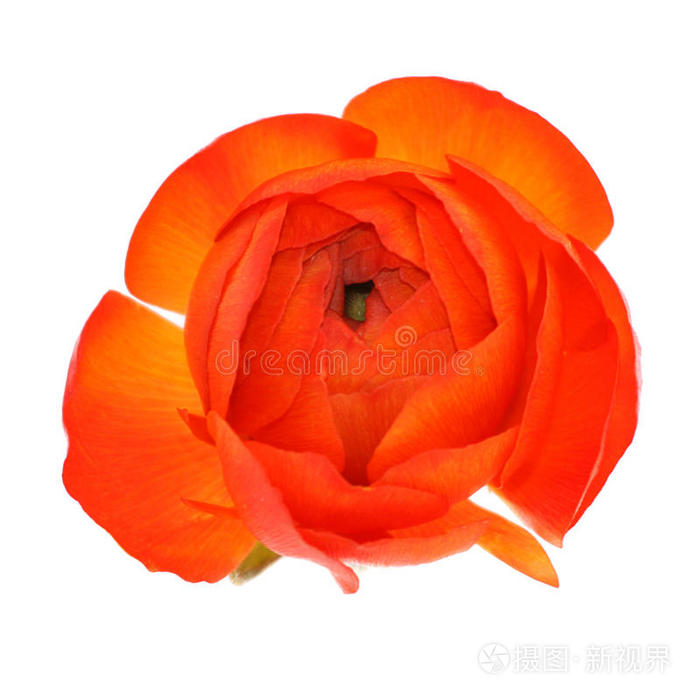 模糊的花朵背景古兰色郁金香鲜艳的红色花朵背景蓝银莲花特写粉彩菊花