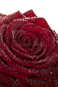 深红色的玫瑰深红色露珠玫瑰花照片