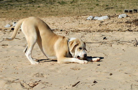 在沙滩上玩的狗