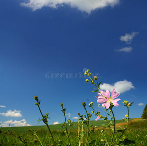 草地背景上的锦葵野花