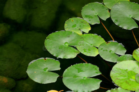 一些漂浮植物图片