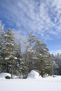 明亮的冬日森林