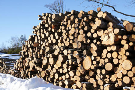 森林里成堆的木头