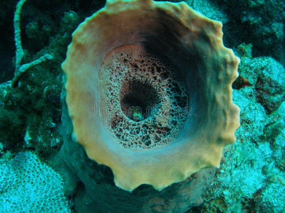 桶形珊瑚