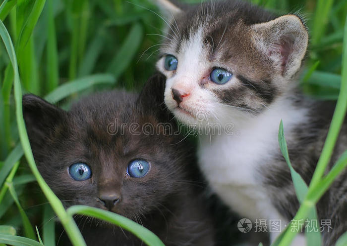 两只小猫在草地上