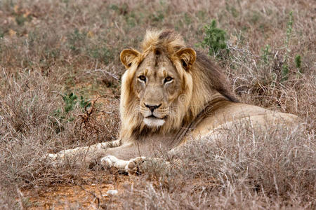 南非阿多野生动物园的雄狮照片