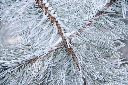 树天然徽章顶部松树云杉枝雪松和植物叶抽象茎图矢量图雪松枝寒假卡嫩