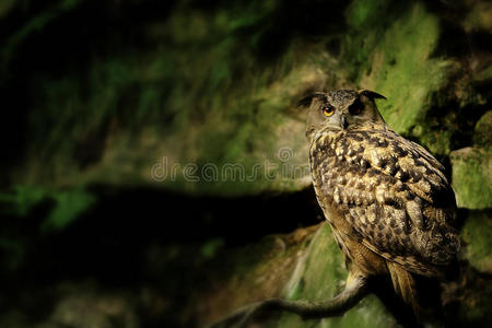 岩鹰猫头鹰照片
