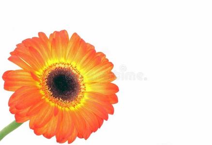 橙色非洲菊的特写镜头