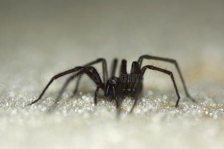 流浪蜘蛛图片-流浪蜘蛛素材-流浪蜘蛛插画-摄图新视界