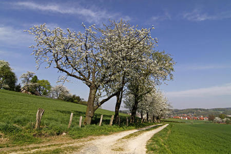 德国黑根樱桃树小径