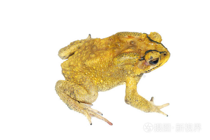 上的青蛙美洲斑蛛像蚂蚁一样的跳跃蜘蛛绿色蜘蛛(peucetiaviridans