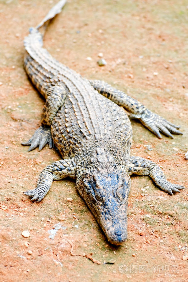 鳄鱼