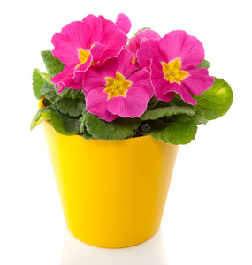 黄色花盆里的粉红色报春花