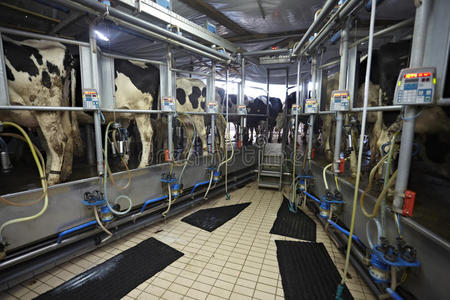 奶牛场农业牛奶自动挤奶系统