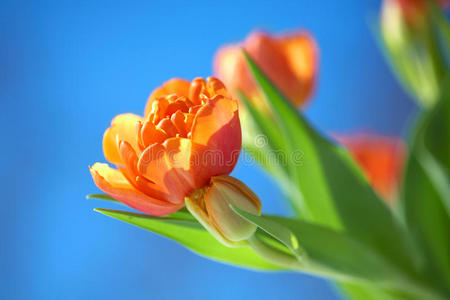 蓝天下的橙色郁金香