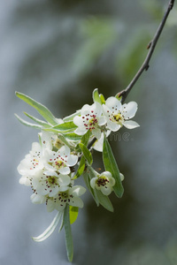 梨树春天开白花