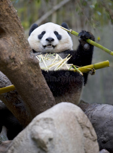 中国吃竹子的熊猫