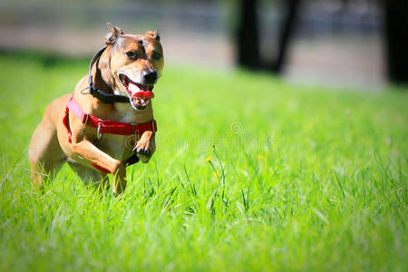 运行中的狗图片