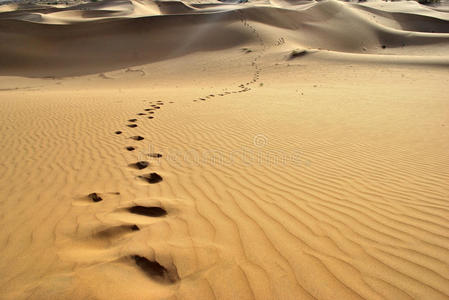 塔尔沙漠的足迹