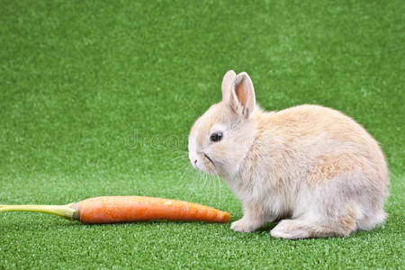 家养兔胡萝卜