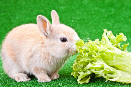一只可爱的兔子在吃