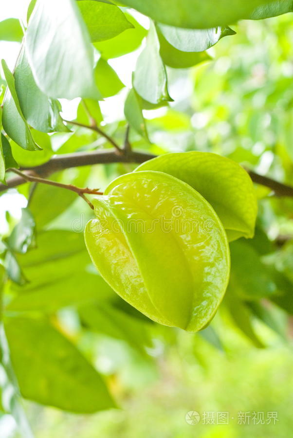 树上的苹果木瓜叶野草莓戴姆森在树上草绿苹果榛子树绿色香蕉叶的细节