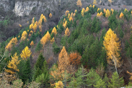 山林秋景