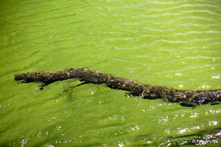 碧江湖水上漂浮的树枝