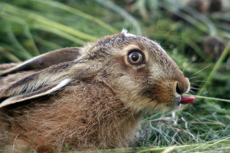 草地上的小兔子