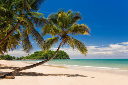 海滩上的椰子