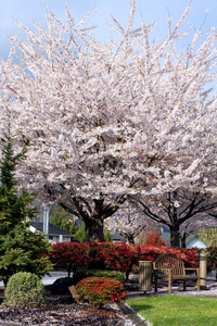 春暖花开的板凳和梅树图片