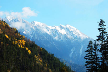 秋树雪山