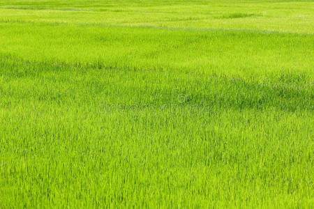 背景稻谷图片