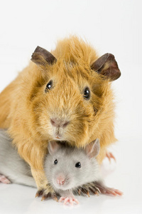 豚鼠和老鼠玩耍照片