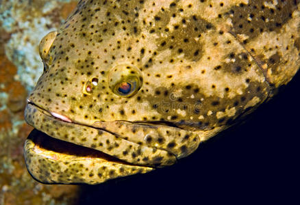 歌利亚裳凤蝶歌利亚石斑鱼肖像照片