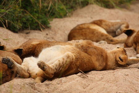 睡觉的狮子图片