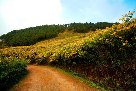 地平线 植物 生活 灌木 风景 天空 旅行 颜色 成长 乡村