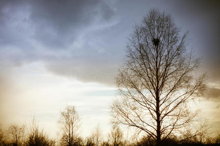 暴风雨前的孤树