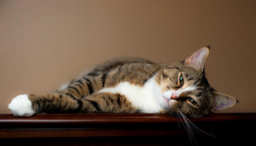 可爱的虎斑猫在休息。