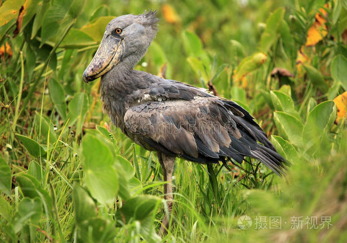 野生的shoebill乌干达非洲