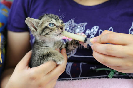 喂小猫小女孩和妈妈抚摸小猫孩子在家喂猫. 孩子和宠物.