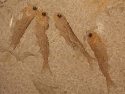 鱼类化石图片