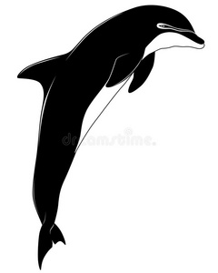 海豚，纹身