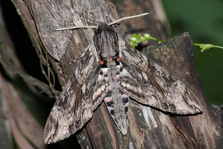山羊蛾cossuscossus松鹰蛾sphinx pinastri两个横幅蓝色蝴蝶形态和黑