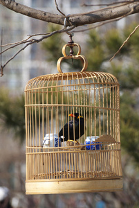 笼中鸟图片