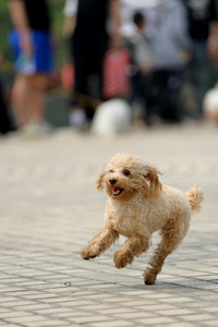 玩具贵宾犬奔跑图片